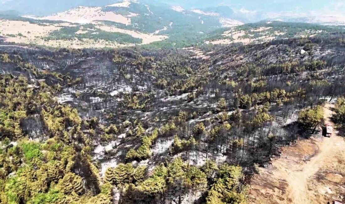 Karabük’te 12 saatte kontrol altına alınan orman yangınının ardından, yeşil