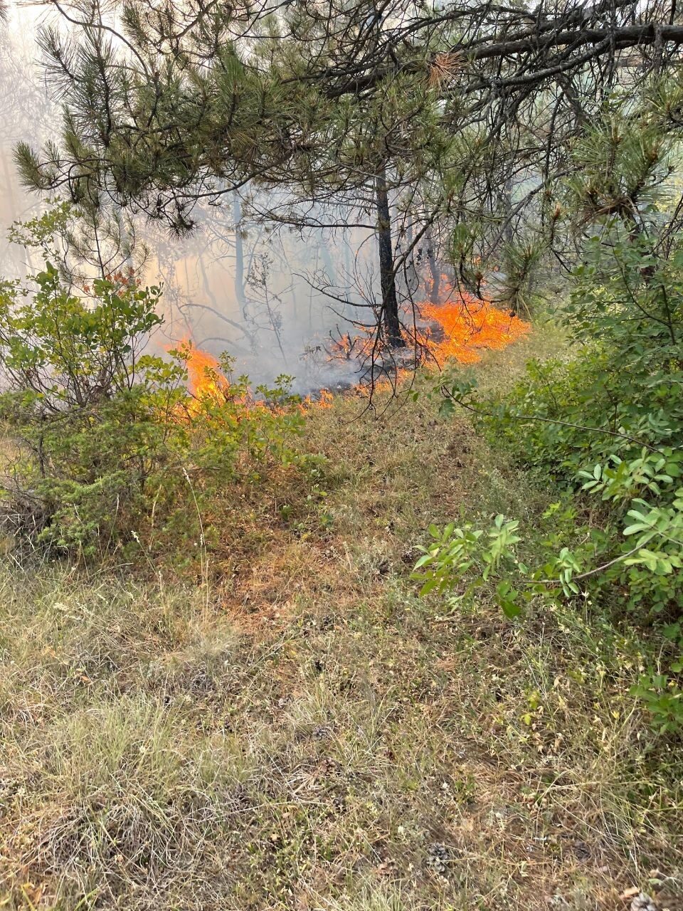 Karabük’ün Ovacık ilçesinde ormanlık alanda çıkan örtü yangınına ekipler müdahale