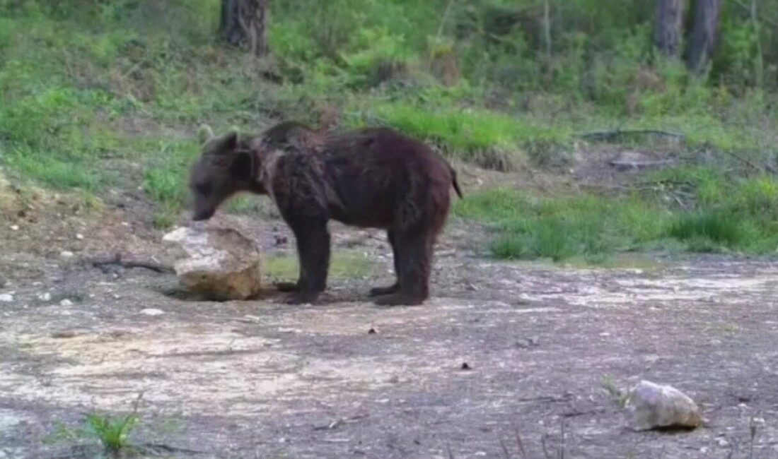 Karabük’te doğa sever tarafından ormanlık alana kurulan fotokapanla, ayı, karaca,