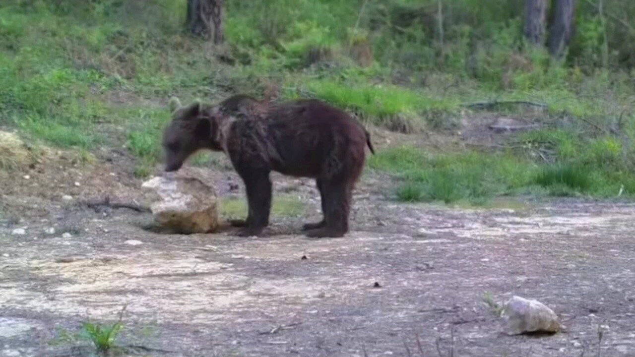 Karabük’te doğa sever tarafından ormanlık alana kurulan fotokapanla, ayı, karaca,