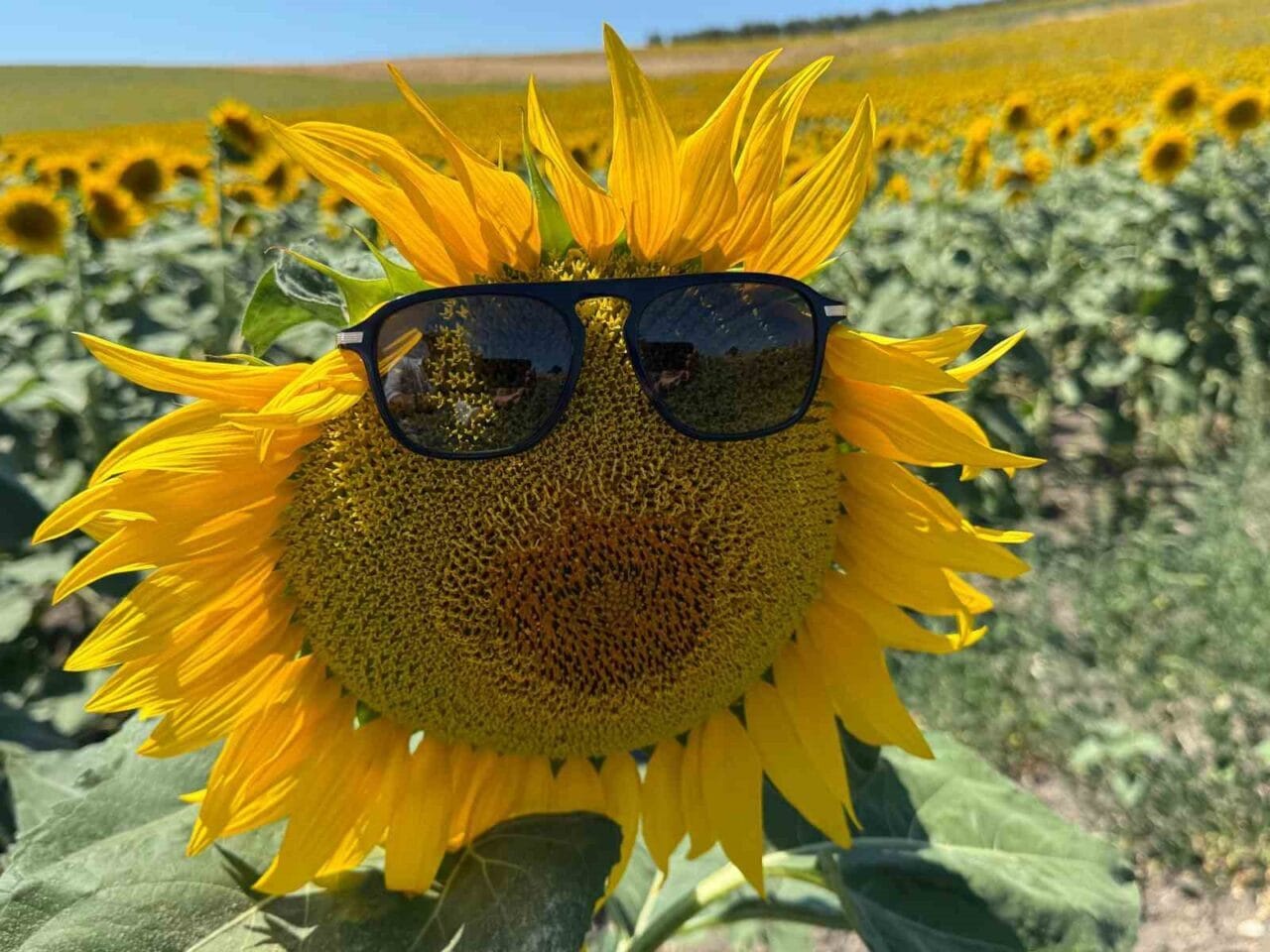 Bursa’nın tarım cenneti Karacabey’de ayçiçekleri çiçek açtı, doğa sarı ve