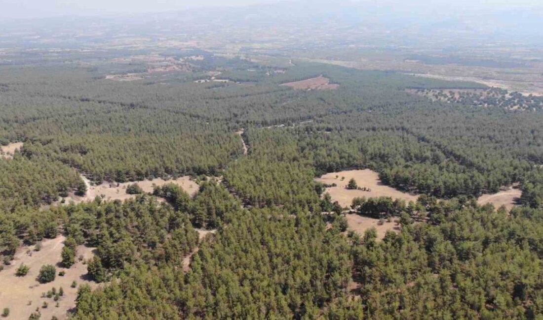 Yangın riskine karşı Aydın genelinde uygulanan orman yasağını hatırlatan Karacasu