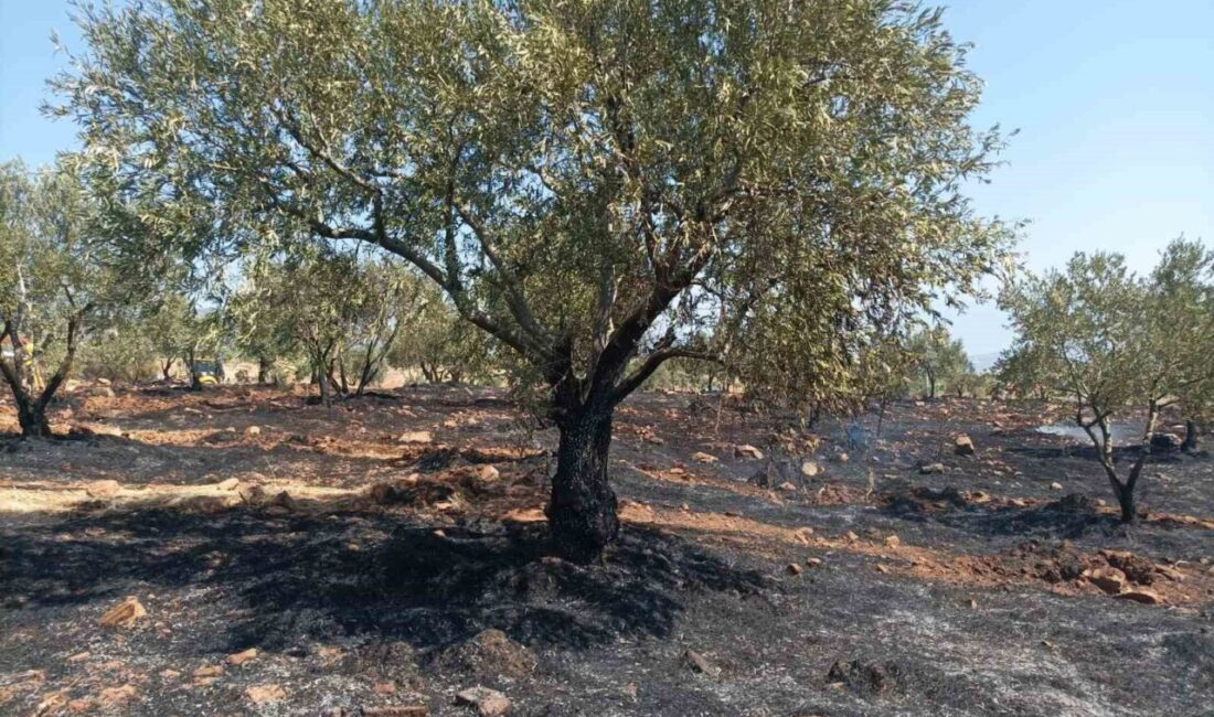 Aydın’ın Karacasu ilçesinde bir tarım arazisinde çıkan yangın ekiplerin hızlı