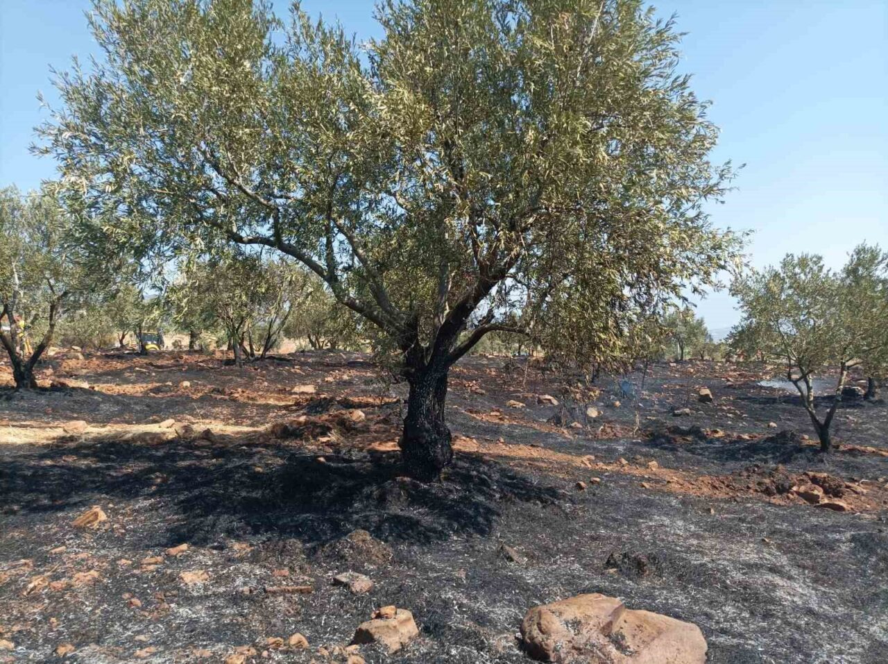 Aydın’ın Karacasu ilçesinde bir tarım arazisinde çıkan yangın ekiplerin hızlı
