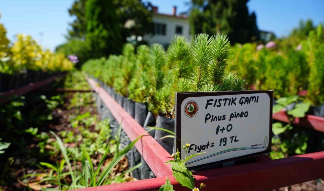 Karadeniz Bölgesi’nin en büyük orman fidan üretim merkezlerinden biri olan