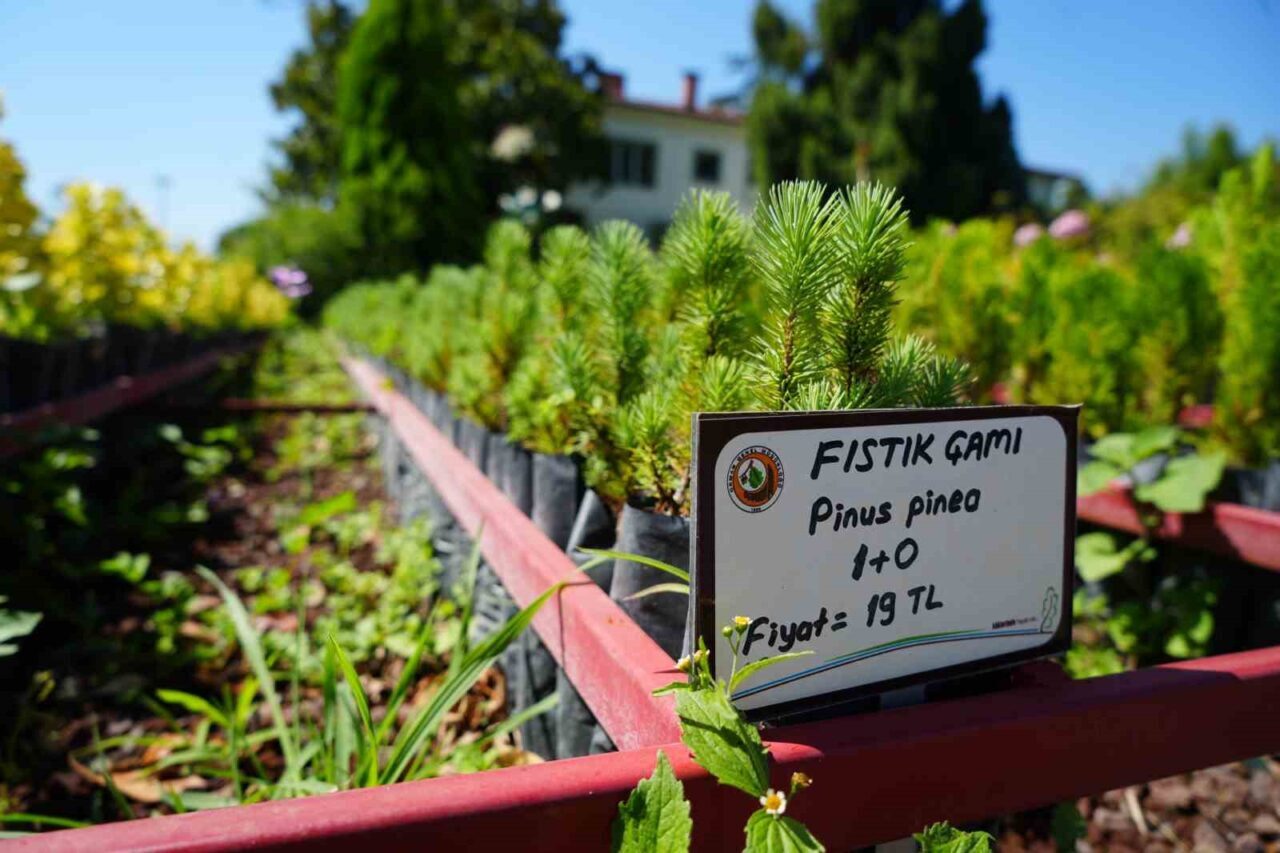 Karadeniz Bölgesi’nin en büyük orman fidan üretim merkezlerinden biri olan