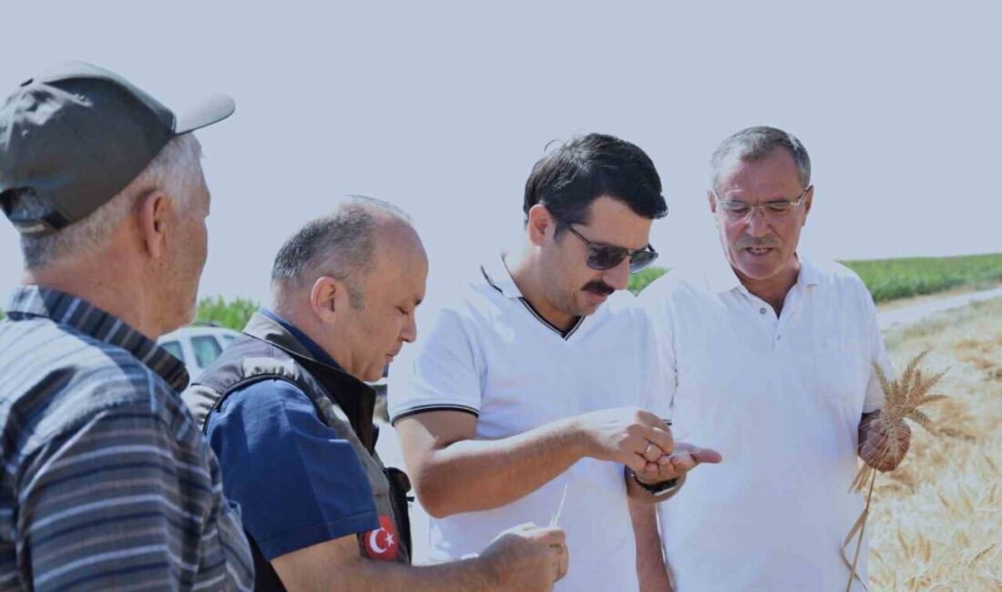 Konya’nın Karapınar ilçesinde sezonun son buğday hasadı yapıldı. Sazlıpınar Mahallesi’nde