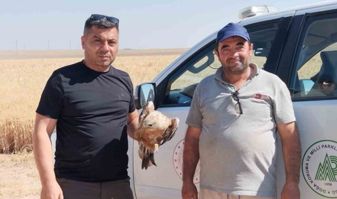 Konya’nın Karapınar ilçesinde, yaralı halde bulunan şahin koruma altına alındı.