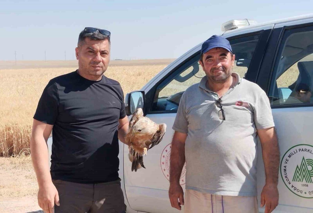 Konya’nın Karapınar ilçesinde, yaralı halde bulunan şahin koruma altına alındı.