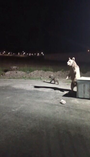 Kars’ta ilçe merkezine inen ve çöp konteynerını devirerek yavrularıyla birlikte