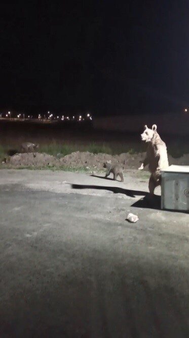 Kars’ta ilçe merkezine inen ve çöp konteynerını devirerek yavrularıyla birlikte