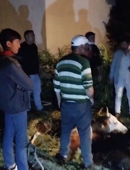 Kars’ta foseptik çukuruna düşen büyükbaş hayvan, itfaiye ekiplerinin yoğun çabaları