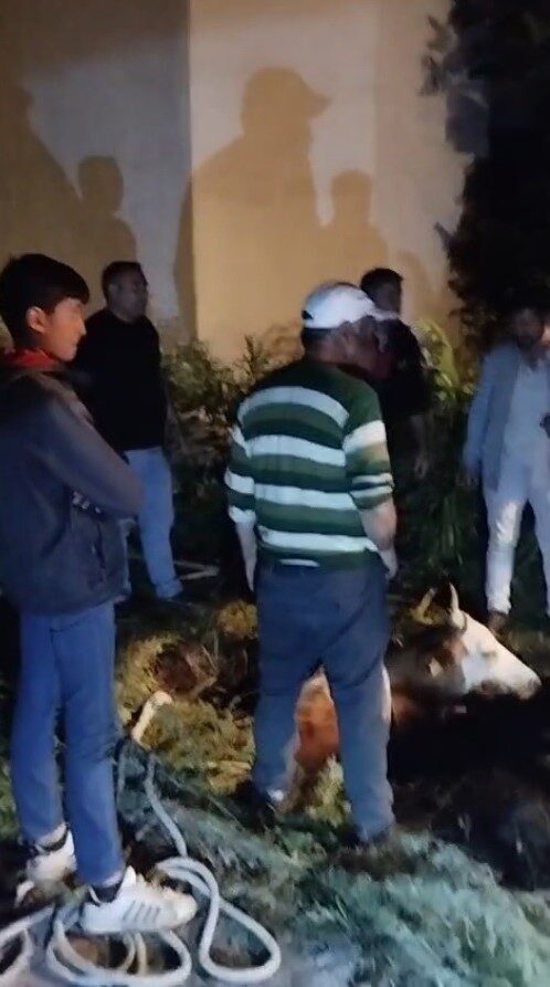 Kars’ta foseptik çukuruna düşen büyükbaş hayvan, itfaiye ekiplerinin yoğun çabaları