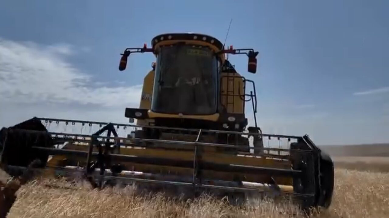 Kars’ta yılın hasat mevsimi başladı. ilk arpa hasadı ise Digor
