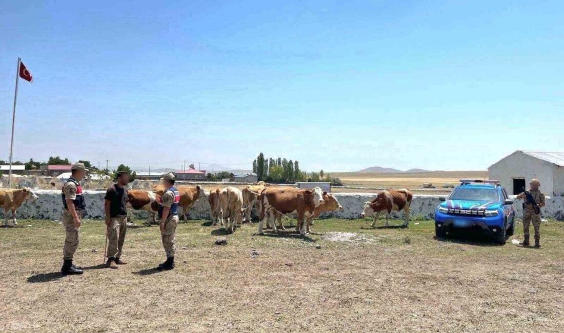 Kars’ta kaybolan 10 büyükbaş hayvan jandarma ekiplerince bulundu. Kars’ta 112