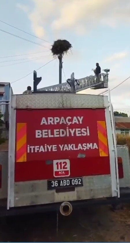 Kars’ta yuvasından düşen yavru leylek, itfaiye ekiplerince yeniden yuvasına konuldu.
