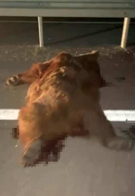 Kastamonu-İnebolu kara yolu üzerinde gece saatlerinde kamyonetin çarptığı anne ayı