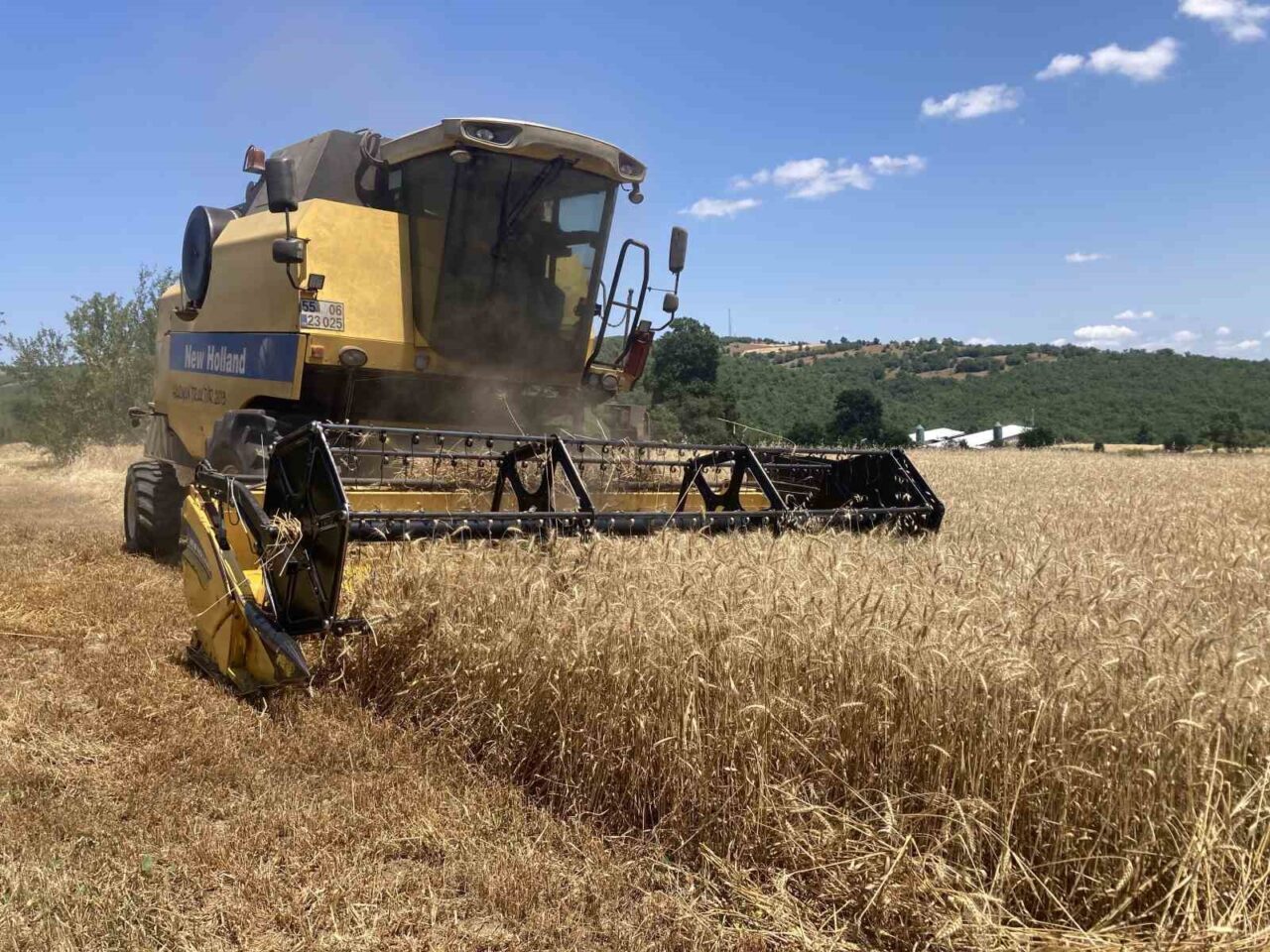 Samsun’un tarımsal üretimde önemli bir yeri olan Kavak ilçesinde ekin