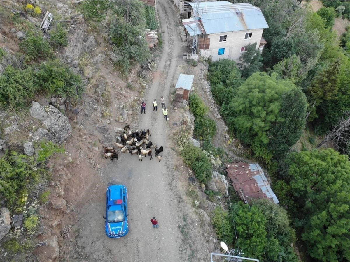 Artvin’in Yusufeli ilçesinde kaybolan 30 küçükbaş hayvan, jandarmanın dron destekli