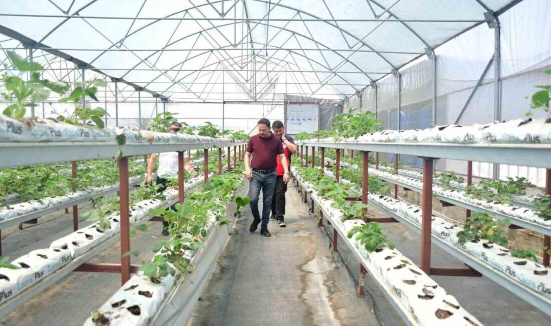 Biga Kaymakamı Ercan Kayabaşı, Hacıköy köyünde topraksız çilek üretim serasını