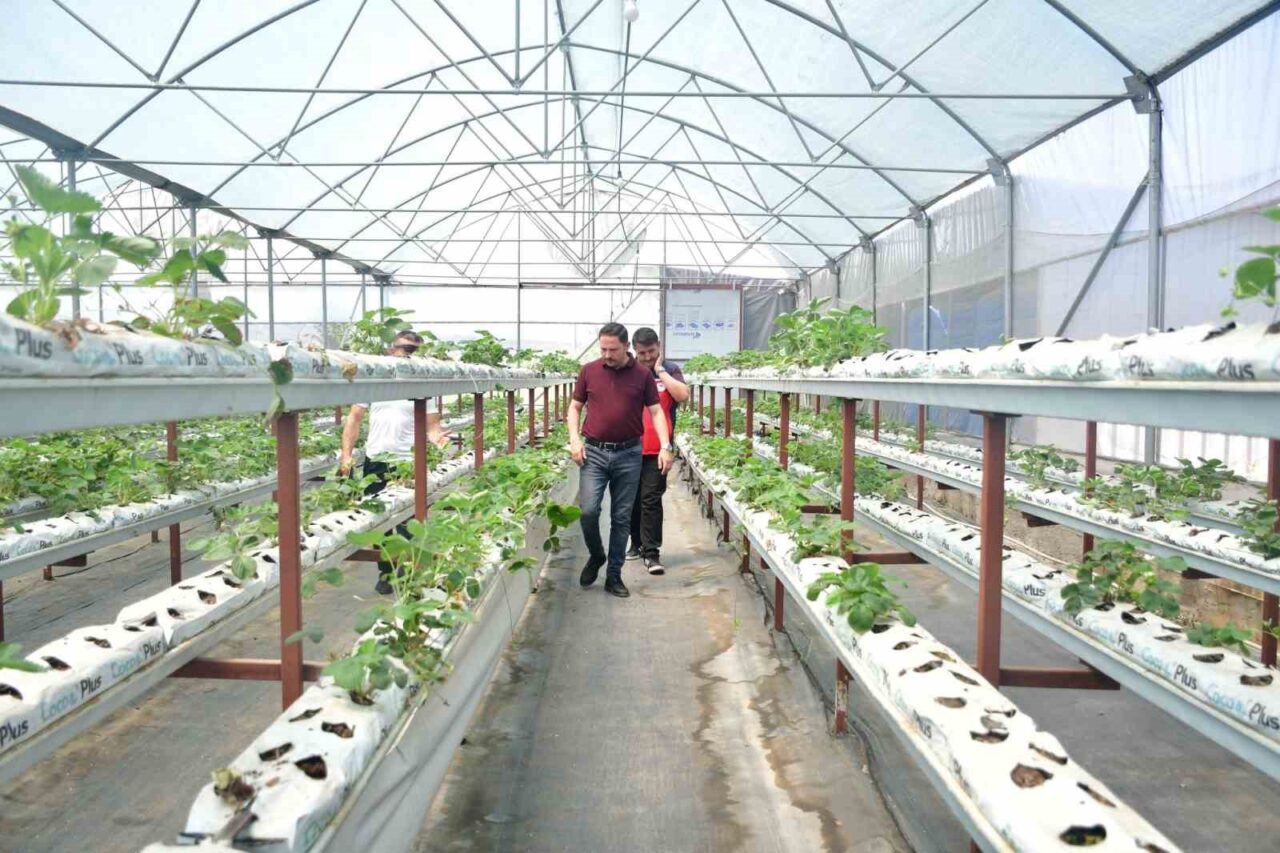 Biga Kaymakamı Ercan Kayabaşı, Hacıköy köyünde topraksız çilek üretim serasını