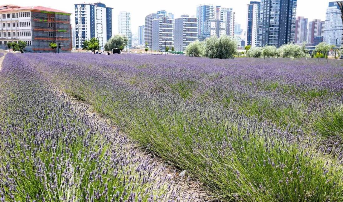 Keçiören Belediyesi, Ovacık Mahallesi’nde hizmet veren Lavanta ve Gül Bahçesi