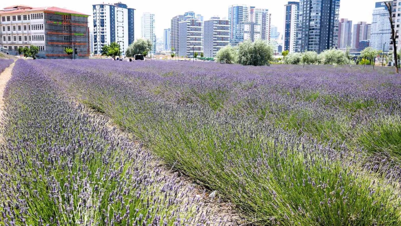 Keçiören Belediyesi, Ovacık Mahallesi’nde hizmet veren Lavanta ve Gül Bahçesi