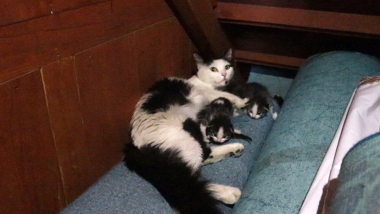 Çorum’un Osmancık ilçesinde doğum yapan bir sokak kedisi, yavrularını tek