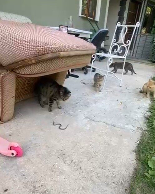 Gümüşhane’de bahçede karşılarına çıkan yavru yılanla oynayan kedilerin görüntüleri cep