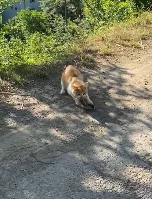 Gümüşhane’de bir kedinin yılanı avladığı anlar cep telefonu kamerasına yansıdı.