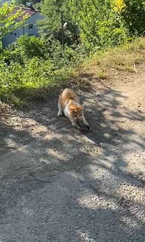 Gümüşhane’de bir kedinin yılanı avladığı anlar cep telefonu kamerasına yansıdı.