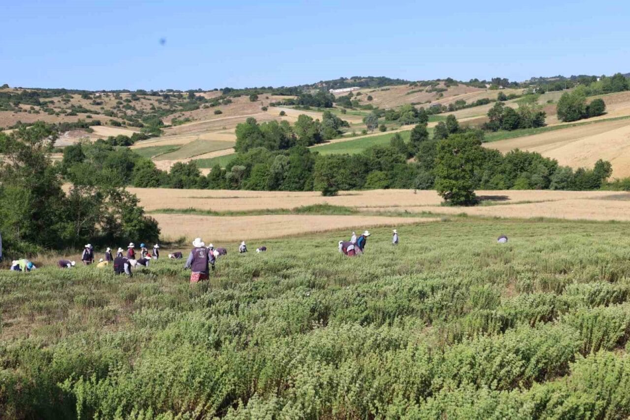 “Tıbbi ve Aromatik Bitki Yetiştiriciliği Projesi” (TABİP) kapsamında yetiştirilen kekiklerin