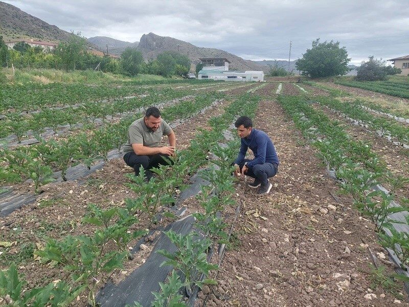 Erzincan genelinde sebzeciliğin yaygınlaşma eğilimi, Kemah ilçesinde de kendini gösteriyor.
