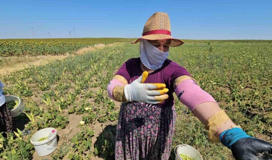 EDİRNE (İHA) – Edirne’nin Keşan ilçesine bağlı köylerde yetiştirilen ve