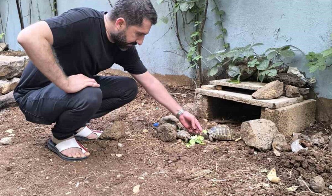 Diyarbakır’ın Yenişehir ilçesinde kıraathane işleten İlyas Özsucu, sokakta bulduğu kaplumbağaları