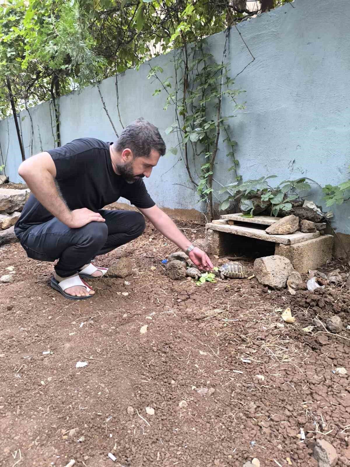 Diyarbakır’ın Yenişehir ilçesinde kıraathane işleten İlyas Özsucu, sokakta bulduğu kaplumbağaları