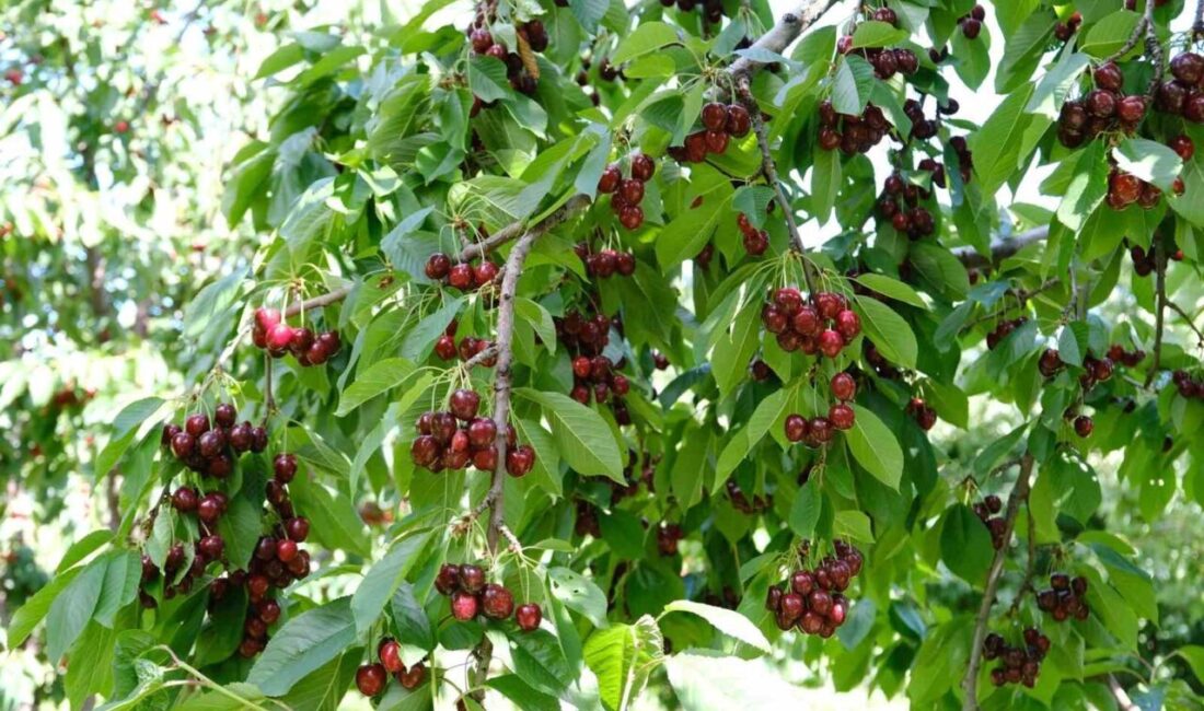 Kiraz üretiminde önemli bir yere sahip Erzincan’da hasat başladı. Nisan,