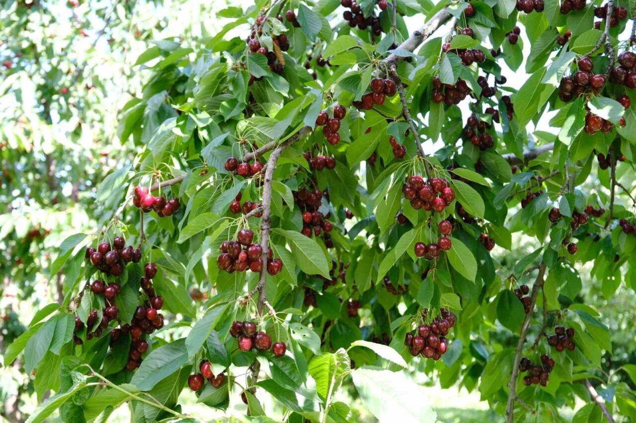 Kiraz üretiminde önemli bir yere sahip Erzincan’da hasat başladı. Nisan,