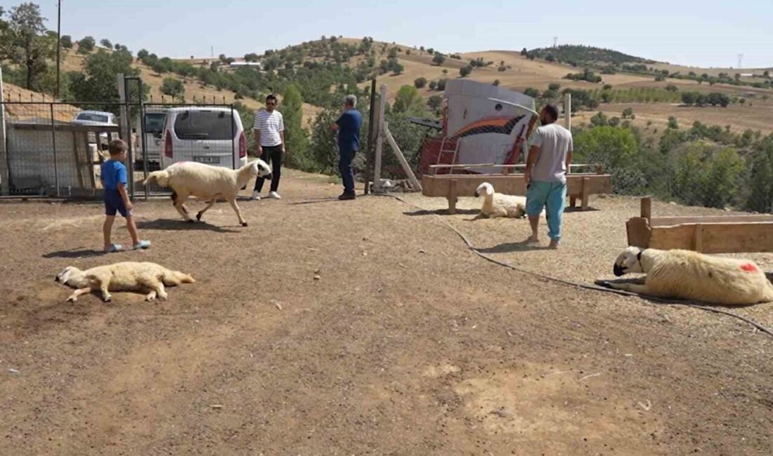 Kırıkkale’nin Bahşılı ilçesinde iki ayrı besiciye ait toplam 210 küçükbaş