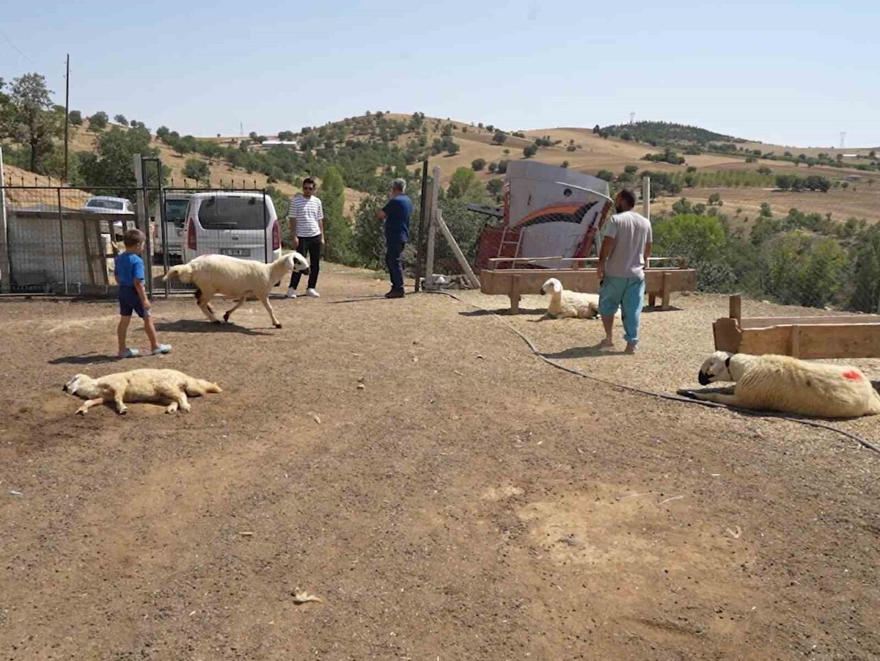 Kırıkkale’nin Bahşılı ilçesinde iki ayrı besiciye ait toplam 210 küçükbaş
