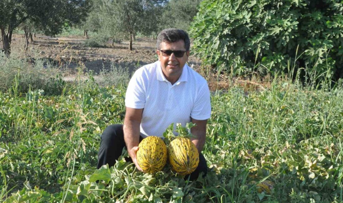 Manisa’nın Kırkağaç ilçesinin dünyaca ünlü kavunu AB’den tescil alan 38.