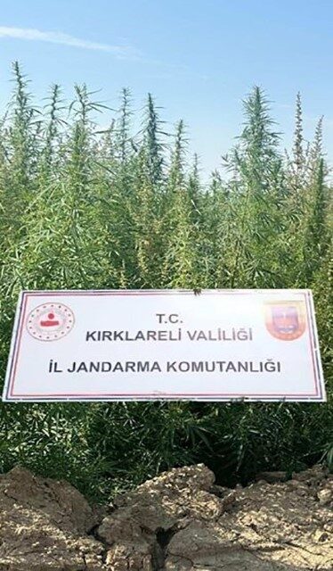 Kırklareli’nde jandarma ekiplerince 102 bin kök hint keneviri ele geçirildi.
