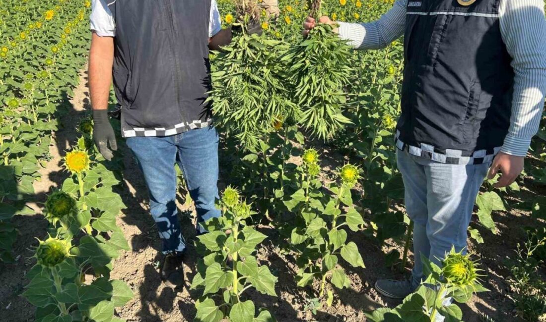 KIRŞEHİR (İHA) – Kırşehir’de bir ayçiçeği tarlasında yasa dışı kenevir