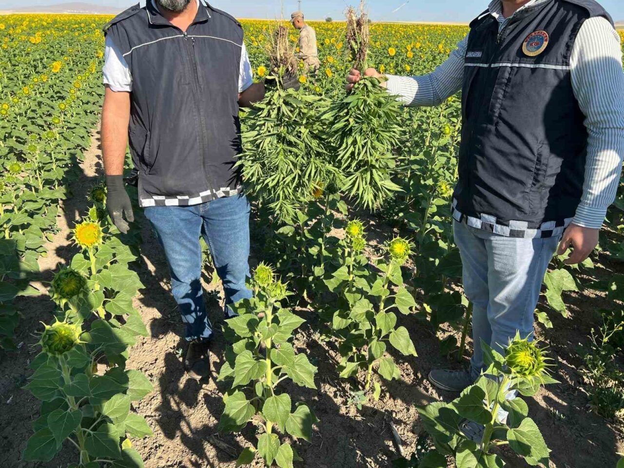 KIRŞEHİR (İHA) – Kırşehir’de bir ayçiçeği tarlasında yasa dışı kenevir