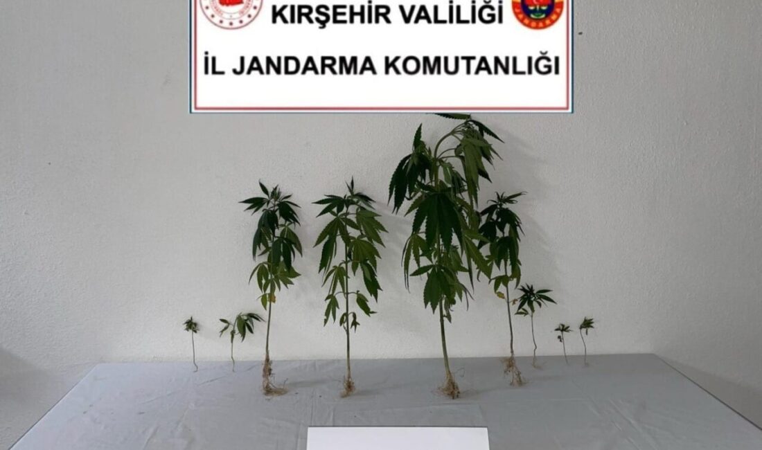 Kırşehir’de jandarma ekipleri tarafından dron destekli yapılan kontrollerde, bir bahçede