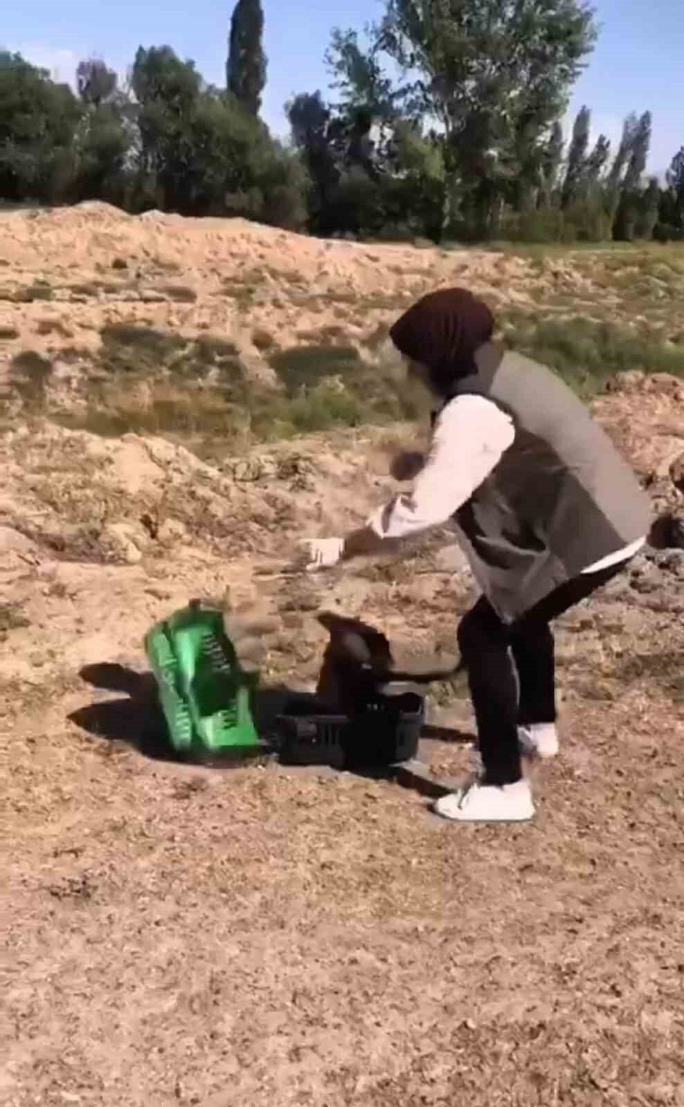 Iğdır’da köylüler tarafından yaralı halde bulunan kızıl şahin, tedavisinin ardından
