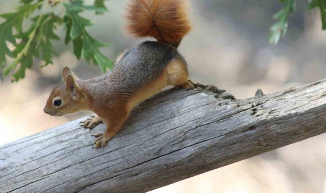 Erzincan’ın Refahiye ilçesi Dumanlı Tabiat parkında pikniğe giden aileye Kızıl
