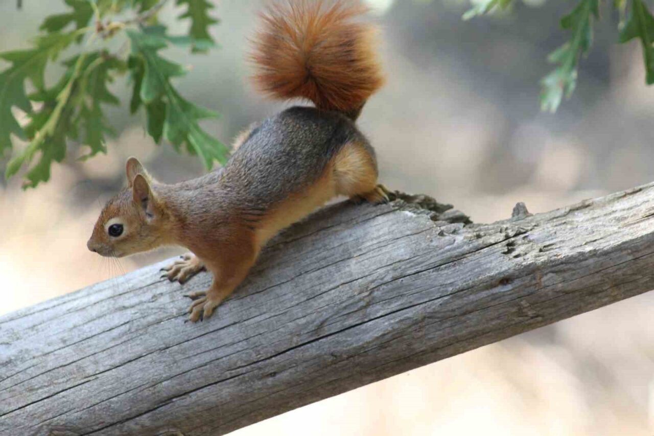 Erzincan’ın Refahiye ilçesi Dumanlı Tabiat parkında pikniğe giden aileye Kızıl