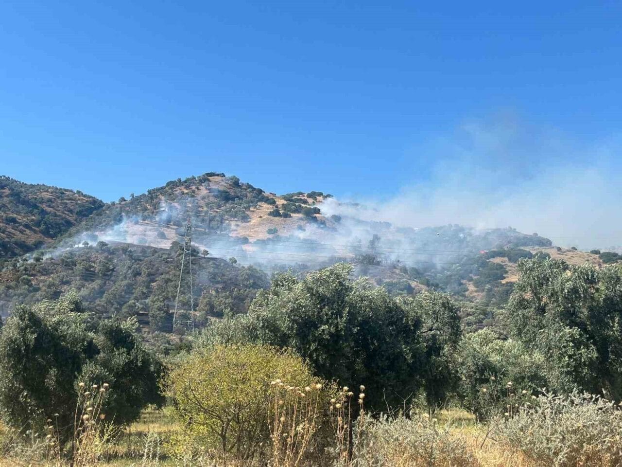 Aydın’ın Efeler ilçesinde zirai alanda çıkan yangın ekiplerin hızlı müdahalesi