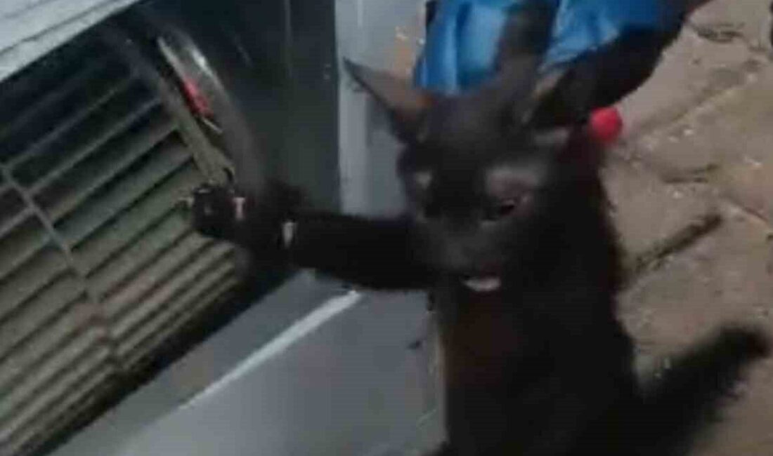 Batman’da bir evin klima motoruna giren kedi, itfaiye ekiplerinin 2